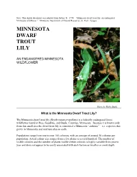 Minnesota Dwarf Trout Lily: an Endangered Minnesota Wildflower.” Minnesota Department of Natural Resources, St