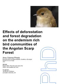 Bird Diversity in the Angolan Scarp Forest
