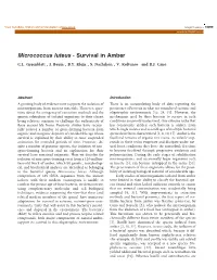 Micrococcus Luteus - Survival in Amber C.L