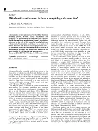 Mitochondria and Cancer: Is There a Morphological Connection?