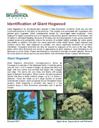 Identification of Giant Hogweed