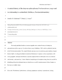 Prochaetoderma Yongei And