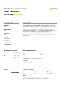 PSMA2 Rabbit Mab