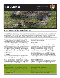 Burmese Pythons
