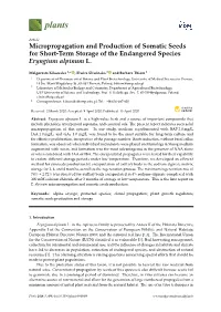 Micropropagation and Production of Somatic Seeds for Short-Term Storage of the Endangered Species Eryngium Alpinum L