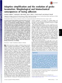 Adaptive Simplification and the Evolution of Gecko Locomotion: Morphological and Biomechanical Consequences of Losing Adhesion