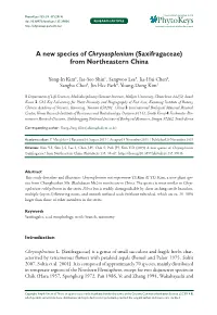 A New Species of Chrysosplenium (Saxifragaceae) from Northeastern China