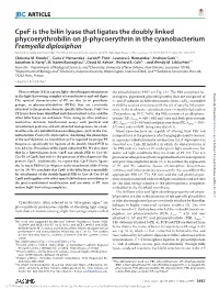Cpef Is the Bilin Lyase That Ligates the Doubly Linked Phycoerythrobilin On