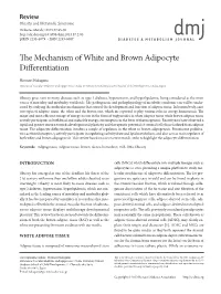 The Mechanism of White and Brown Adipocyte Differentiation