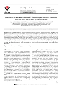 Investigating the Anatomy of the Halophyte Salsola Crassa and the Impact of Industrial Wastewater on Its Vegetative and Generative Structures