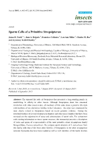 Sperm Cells of a Primitive Strepsipteran