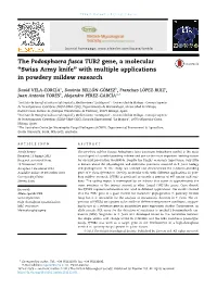 The Podosphaera Fusca TUB2 Gene, a Molecular “Swiss Army Knife” with Multiple Applications in Powdery Mildew Research