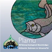 Plamu Mi'kmaq Ecological Knowledge: Atlantic Salmon in Unama'ki