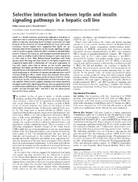 Selective Interaction Between Leptin and Insulin Signaling Pathways in a Hepatic Cell Line