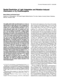 Spatial Restriction of Light Adaptation Inactivation in Fly Photoreceptors and Mutation-Induced