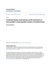 Coordinated Display, Social Hierarchy, and the Development of Dancing Ability in Young Long-Tailed Manakins, Chiroxiphia Linearis