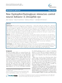 New Dystrophin/Dystroglycan Interactors Control Neuron Behavior