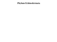 Phylum Echinodermata Phylum Echinodermata
