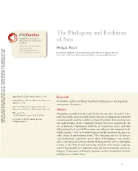 The Phylogeny and Evolution of Ants