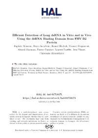 Efficient Detection of Long Dsrna in Vitro and in Vivo Using the Dsrna