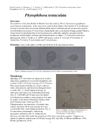 Phytophthora Tentaculata