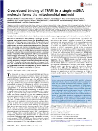 Cross-Strand Binding of TFAM to a Single Mtdna Molecule Forms the Mitochondrial Nucleoid