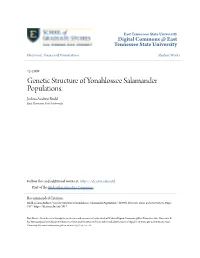 Genetic Structure of Yonahlossee Salamander Populations. Joshua Andrew Rudd East Tennessee State University
