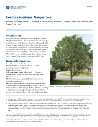 Cordia Sebestena: Geiger Tree1 Edward F