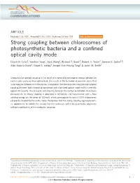 Strong Coupling Between Chlorosomes of Photosynthetic Bacteria and a Conﬁned Optical Cavity Mode