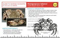 Hemigrapsus Takanoi Potential in the GULF of MAINE Brush-Clawed Shore Crab Invader