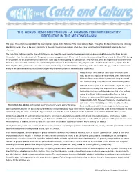 The Genus Henicorhynchus – a Common Fish with Identity Problems in the Mekong Basin