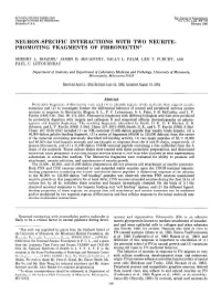 Neuron-Specific Interactions with Two Neurite- Promoting Fragments of Fibronectin’