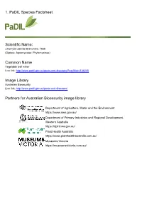 1. Padil Species Factsheet Scientific Name: Common Name Image
