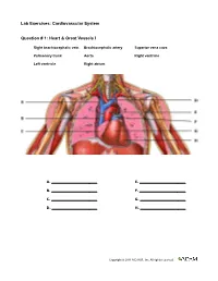 Lab Exercises: Cardiovascular System Question # 1: Heart & Great Vessels I
