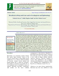 Brucellosis in Sheep and Goats and Its Serodiagnosis and Epidemiology