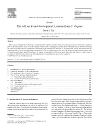 The Cell Cycle and Development: Lessons from C. Elegans David S