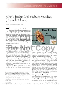What's Eating You? Bedbugs Revisited (Cimex Lectularius)