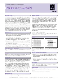 POLR1E (C-11): Sc-398270