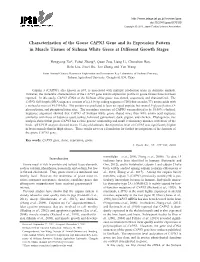 Characterization of the Goose CAPN3 Gene and Its Expression Pattern in Muscle Tissues of Sichuan White Geese at Different Growth Stages