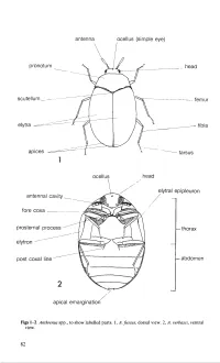Vol 5 Part 3. Adults and Larvae of Hide, Larder and Carpet Beetles and Their Relatives