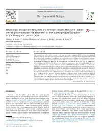 Neuroblast Lineage Identification and Lineage-Specific Hox Gene Action