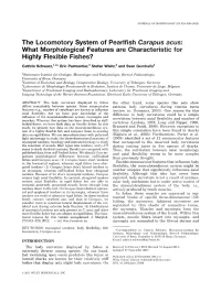 The Locomotory System of Pearlfish Carapus Acus: What Morphological