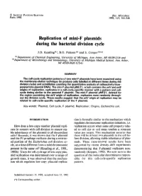 Replication of Mini-F Plasmids During the Bacterial Division Cycle