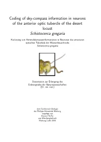 Coding of Sky-Compass Information in Neurons of the Anterior Optic Tubercle of the Desert Locust Schistocerca Gregaria
