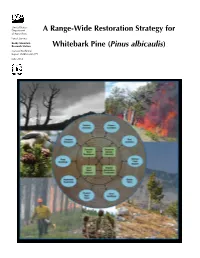 A Range-Wide Restoration Strategy for Whitebark Pine (Pinus Albicaulis)