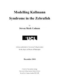 Modelling Kallmann Syndrome in the Zebrafish