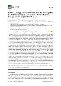Surface Canopy Position Determines the Photosystem II Photochemistry in Invasive and Native Prosopis Congeners at Sharjah Desert, UAE