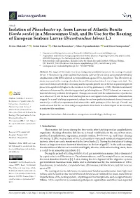 Isolation of Phaeobacter Sp. from Larvae of Atlantic Bonito