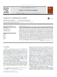 Prospects for Rewilding with Camelids