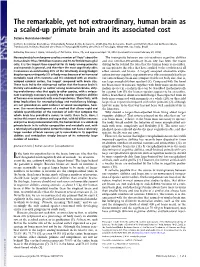 The Remarkable, Yet Not Extraordinary, Human Brain As a Scaled-Up Primate Brain and Its Associated Cost